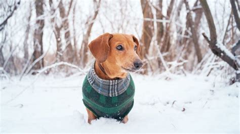 Come creare un cappottino per i cani fai da te: 3 idee di riciclo .